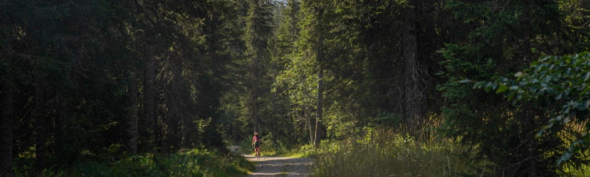 Mujer en bicicleta de gravel en una pista en medio del bosque de abetos del Jura.