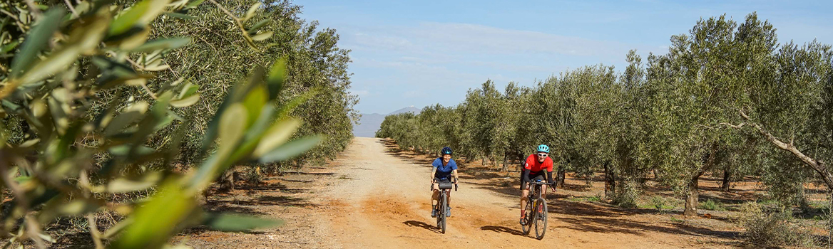 Un hombre y una mujer en bicicleta de gravel en una pista rodeada de olivos en España
